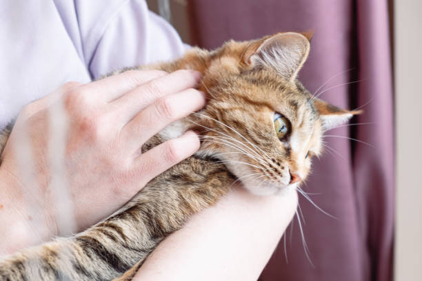 istock woman holds cat in her arms. 2193697440