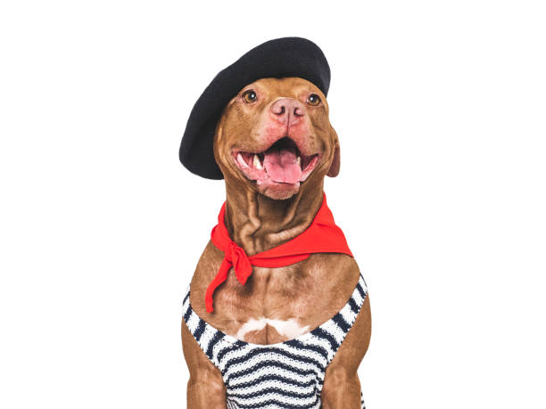 istock Stylish, lovable dog and red neckerchief. Studio shot 2193697501