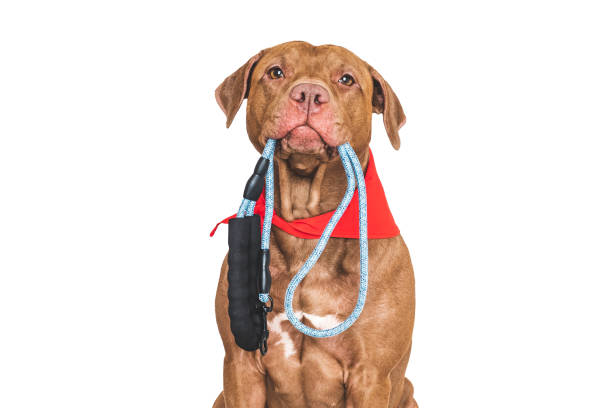 istock Lovable, pretty dog with a leash in his mouth 2193697548