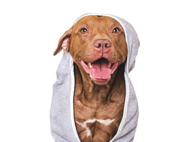 istock Cute dog and blue towel. Studio shot 2193697611