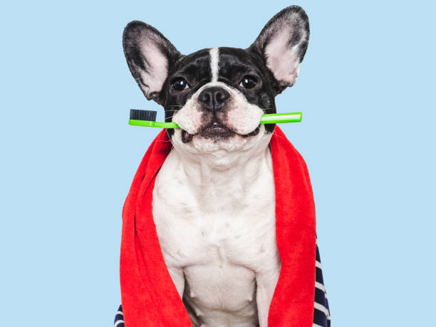 istock Cute puppy, towel and toothbrush. Studio shot 2193697638