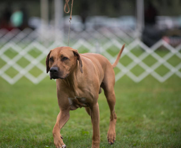 istock Rhodesian Ridgeback walking in a dog show ring 2193697904