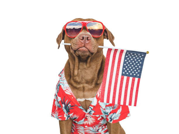 istock Charming brown dog, sunglasses and American Flag 2193697938