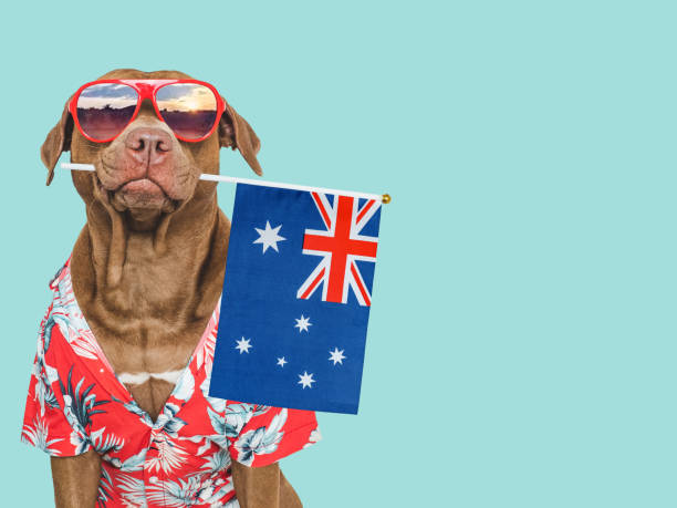 istock Charming, sweet brown dog and Australian Flag 2193697948