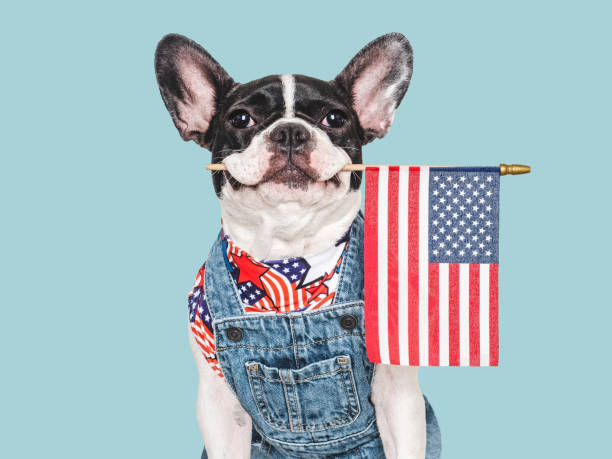 istock Cute puppy and American Flag. Studio shot 2193697961