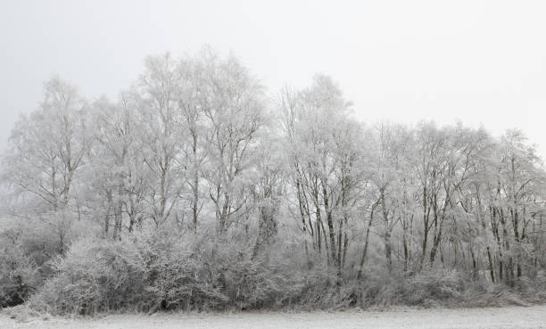 istock Snow-covered white and bare trees stand side by side against a light background. It is winter. 2193698813
