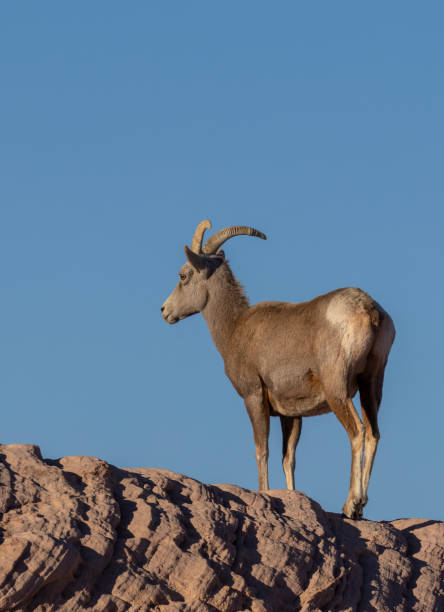 istock Desert Bighorn Sheep Ewe in Nevada 2193700779