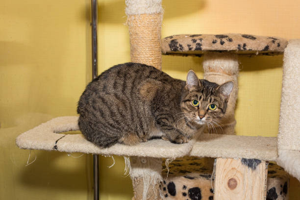 istock Beautiful grey tabby cat sits sadly in shelter 2193702795