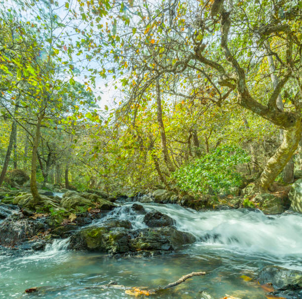 beautiful mountain stream in the Karkonosze mountains