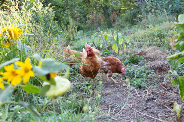 istock Free range chicken in natural garden 2193703320