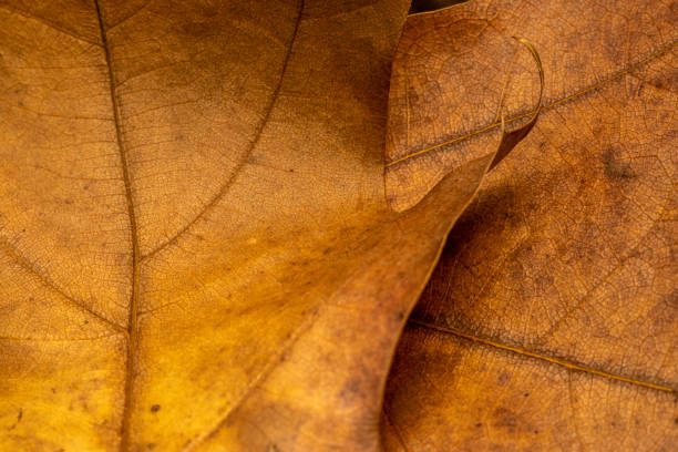 istock Texture of dry autumn leaf macro photo 2193704194