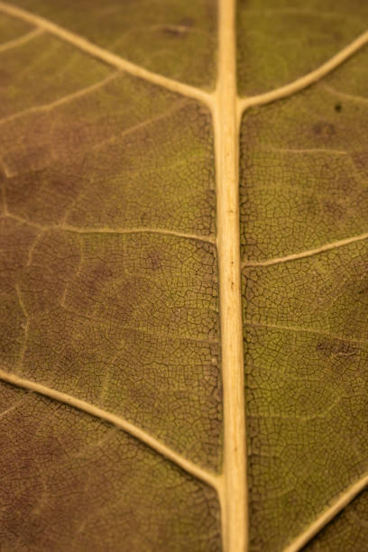 istock Texture of dry autumn leaf, macro photo. 2193704195