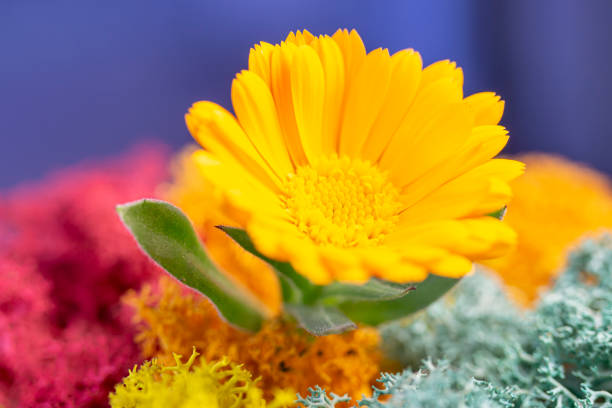 marigold flower with colorful scandinavian moss close-up macro view.