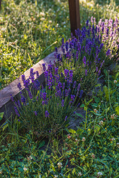 istock Lavender blooms thriving in a sunlit garden corner surrounded by grass 2193705018