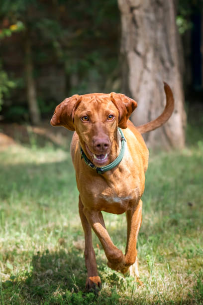 istock Sprizsla Vizsla in the Buttersteep Forest in Ascot on a run 2193705193