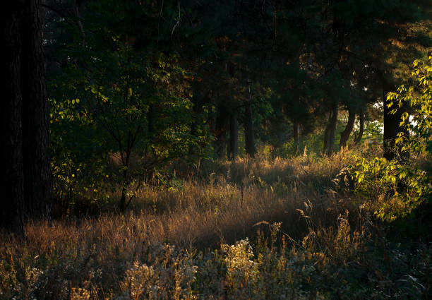Scenic view of meadow with sunshine in forest