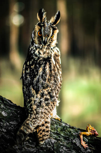 istock Long-eared owl sitting on wooden log in forest 2193705391