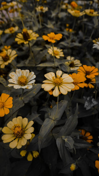 istock Vibrant Yellow and White Flower Field 2193705433