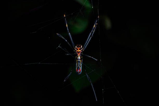 istock This spyder is the Trichonephila clavipes 2193705443