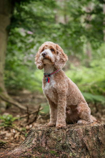 istock Cockapoo dog at Virginia Water Lake in Berkshire on a tree stump looking very cute 2193706056