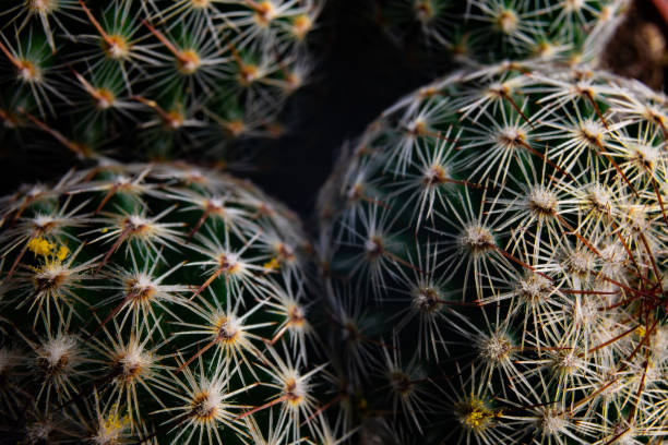 istock Close up view of small cactus with thorns 2193706072