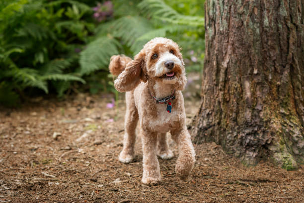 istock Cockapoo dog at Virginia Water Lake in Berkshire 2193706080