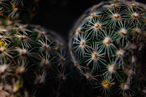 istock Close up view of small cactus with thorns 2193706094