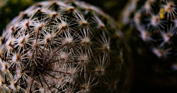 istock Close up view of small cactus with thorns 2193706101