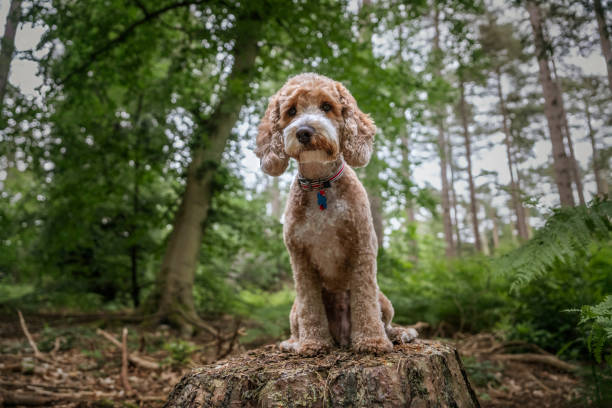 istock Cockapoo dog at Virginia Water Lake in Berkshire on a tree stump looking very cute 2193706138