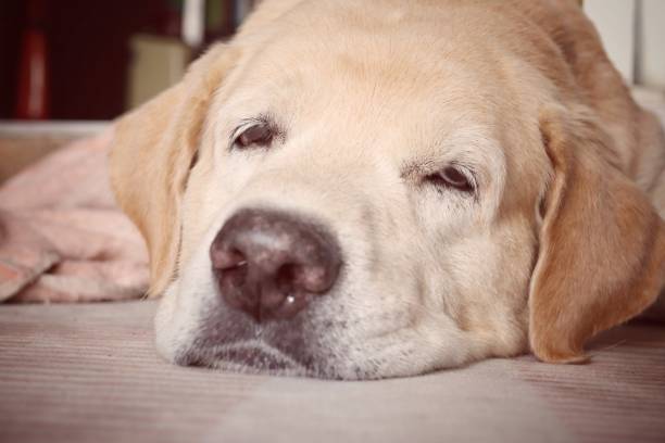 istock Close up of  brown labrador 2193706738