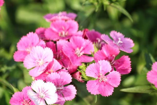 istock Close up of pink carnations 2193706751