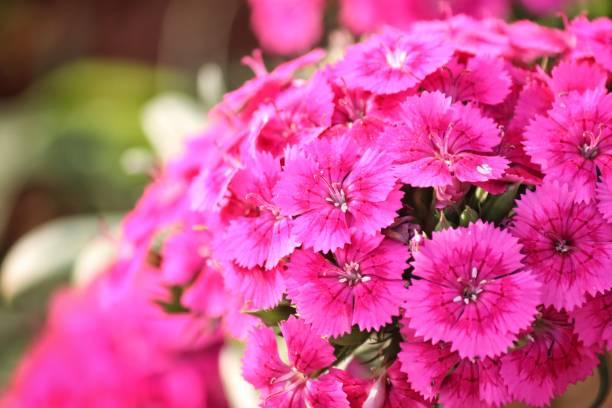 istock Close up of pink carnations 2193706753