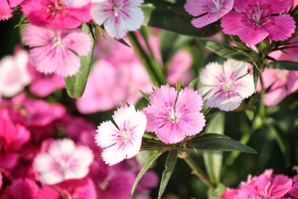 istock Close up of pink carnations 2193706763