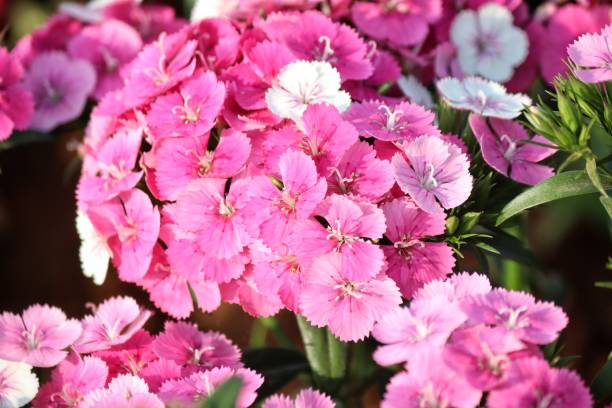 istock Close up of pink carnations 2193706767