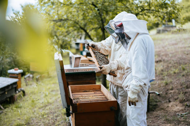 Two beekeepers in protective suits examine honeycombs in a wooden beehive amidst a verdant landscape.