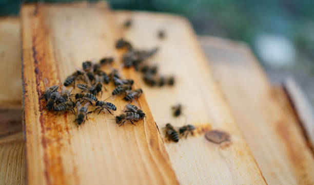 A detailed view showcasing several bees congregating on a wooden surface, depicting natural apian behaviors and the aesthetics of beekeeping.