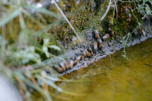 A group of bees clustering near a water source, sipping water amidst a natural mossy background, showcasing the role of hydration in their active ecosystem.