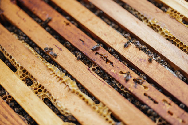 Close-up view of active honeybees crawling on wooden frames inside a beehive, showcasing honeycomb sections and their intricate work in producing honey and maintaining the hive's interior structure.
