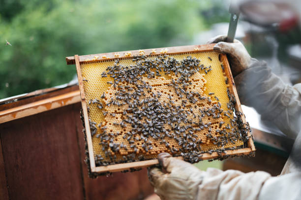 istock Beekeeper Holding Honeycomb Frame Covered With Bees Outdoors 2193707283