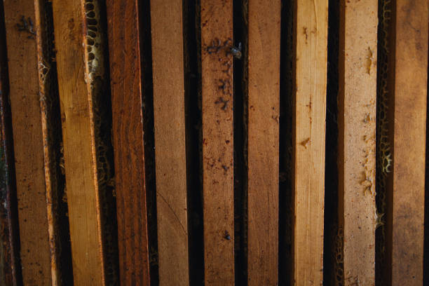 Close-up image of wooden beekeeping frames featuring honeycomb structures and visible bees. Depicts the details of traditional beekeeping equipment showcasing texture, natural materials, and harmony with nature.
