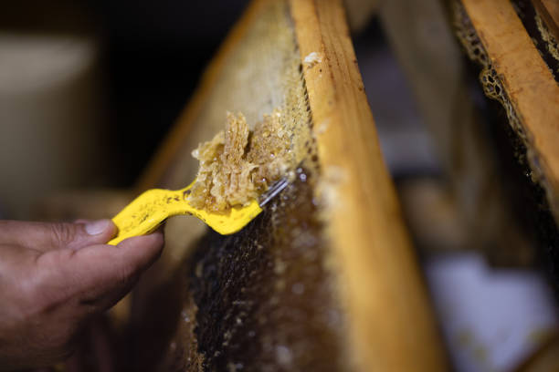 istock A Worker Using a Tool to Harvest Fresh Honeycomb in a Beekeeping Frame 2193707361