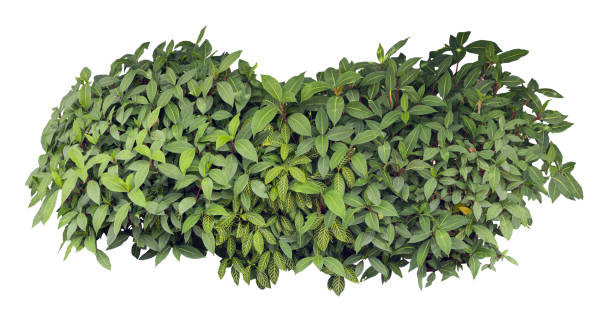 istock Tropical plant  bush green shrub tree isolated on white background with clipping path. 2193709735