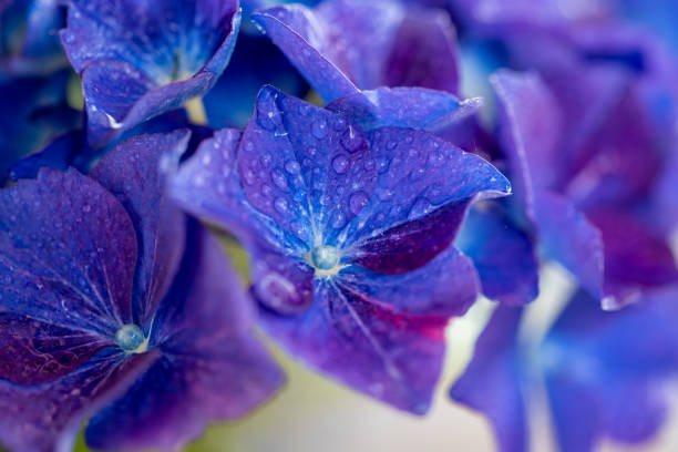 Close up of a blue Hydrangea flower (Hydrangea macrophylla Hortensia) with water droplets