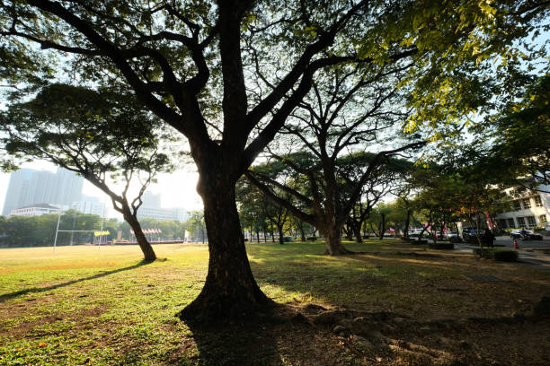 Peaceful greenery in Oahu, Hawaii captured with sunlight streaming through tree branches, highlighting nature's beauty and creating a serene atmosphere in this Hawaiian park setting.