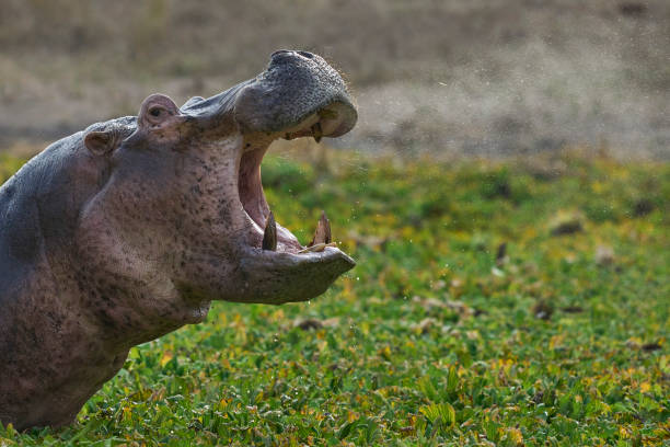 istock Angry male Hippopotamus 2193712071