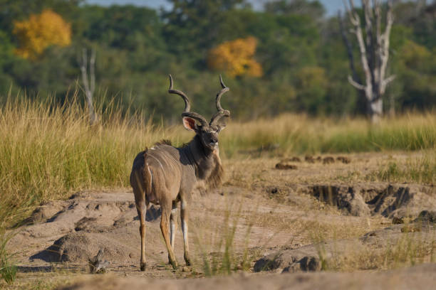 istock Male Greater Kudu 2193712206