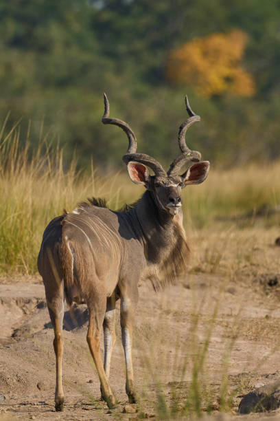 istock Male Greater Kudu 2193712249