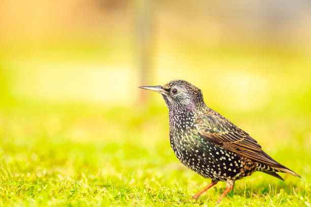 Garden bird (Sturnus vulgaris), the Common Starling, looking for food on a Winter lawn.