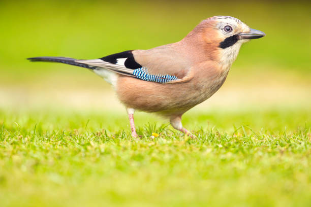 Colorful Jay (Garrulus glandarius) looking for food on a suburban lawn.