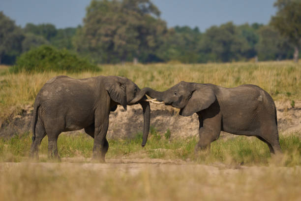 istock Young male African Elephants wrestling 2193713147